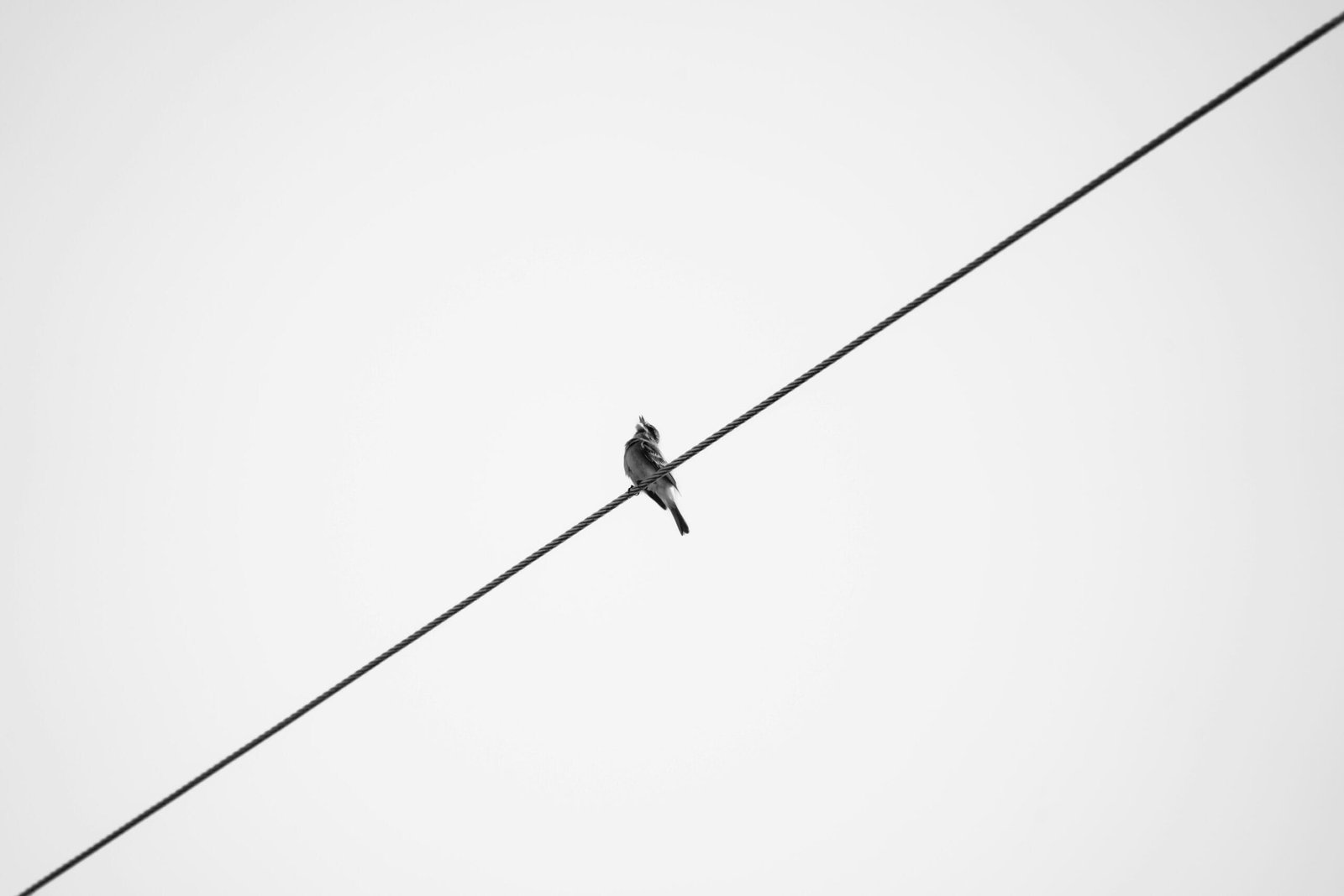 a bird sitting on top of a power line