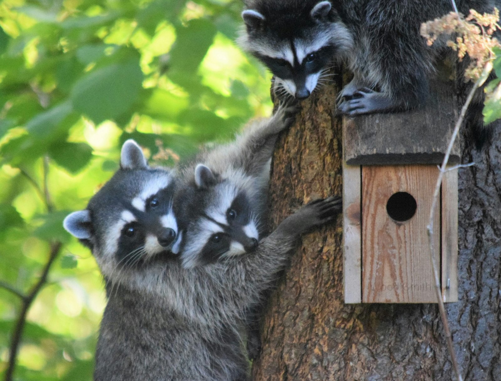 a couple of raccoons standing on top of a tree