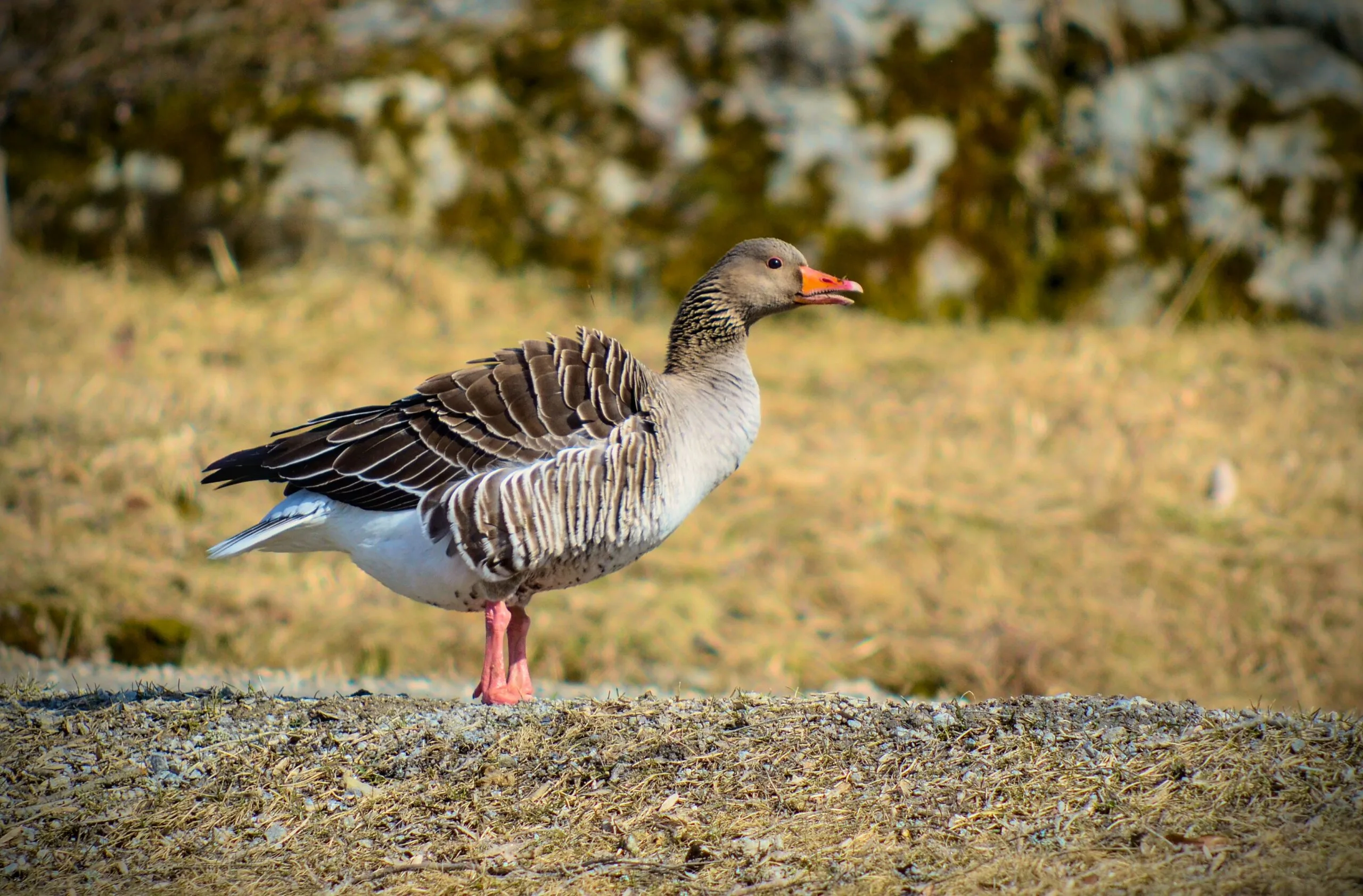 a duck is standing on the ground in a field