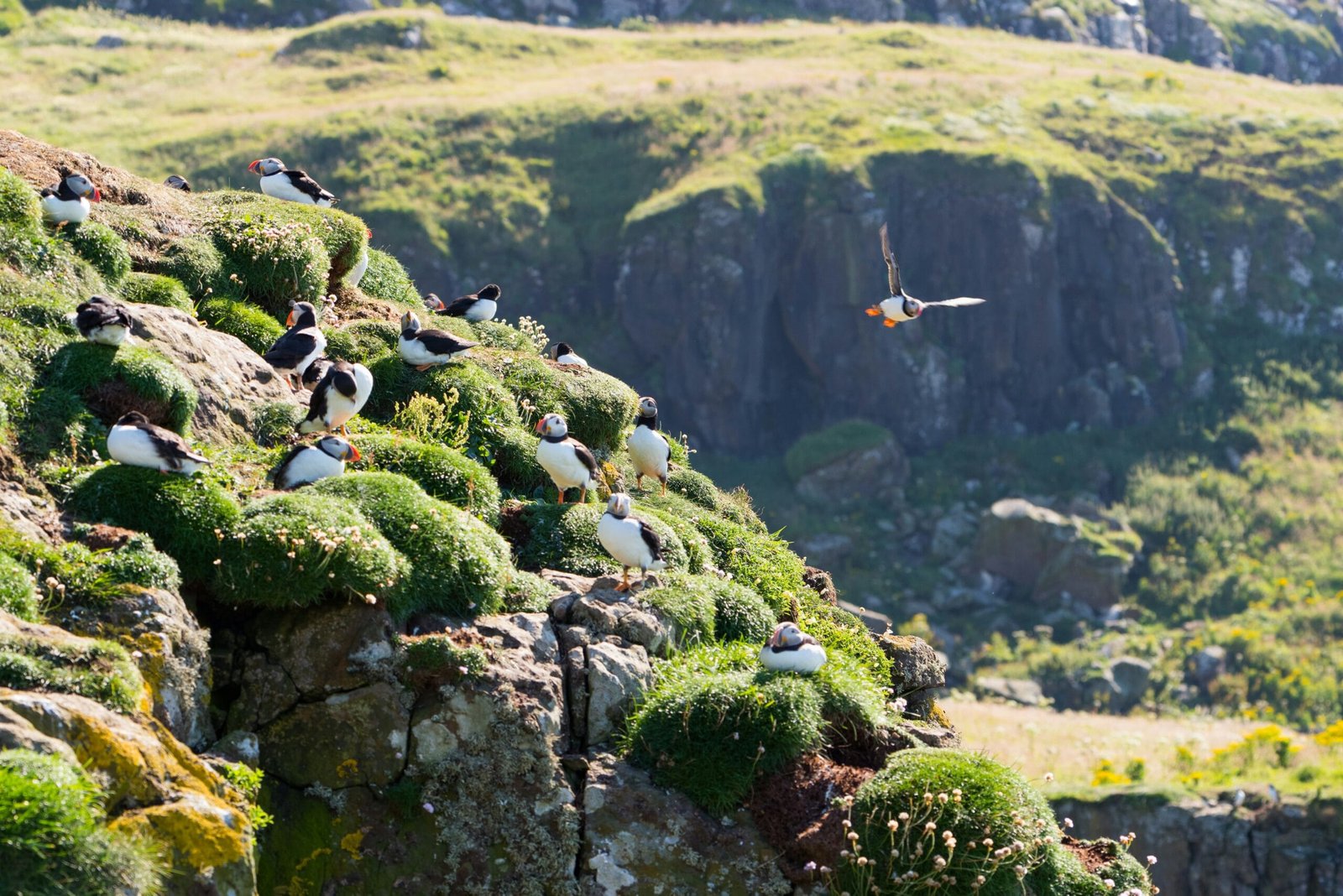 flock of puffin birds on green mountains