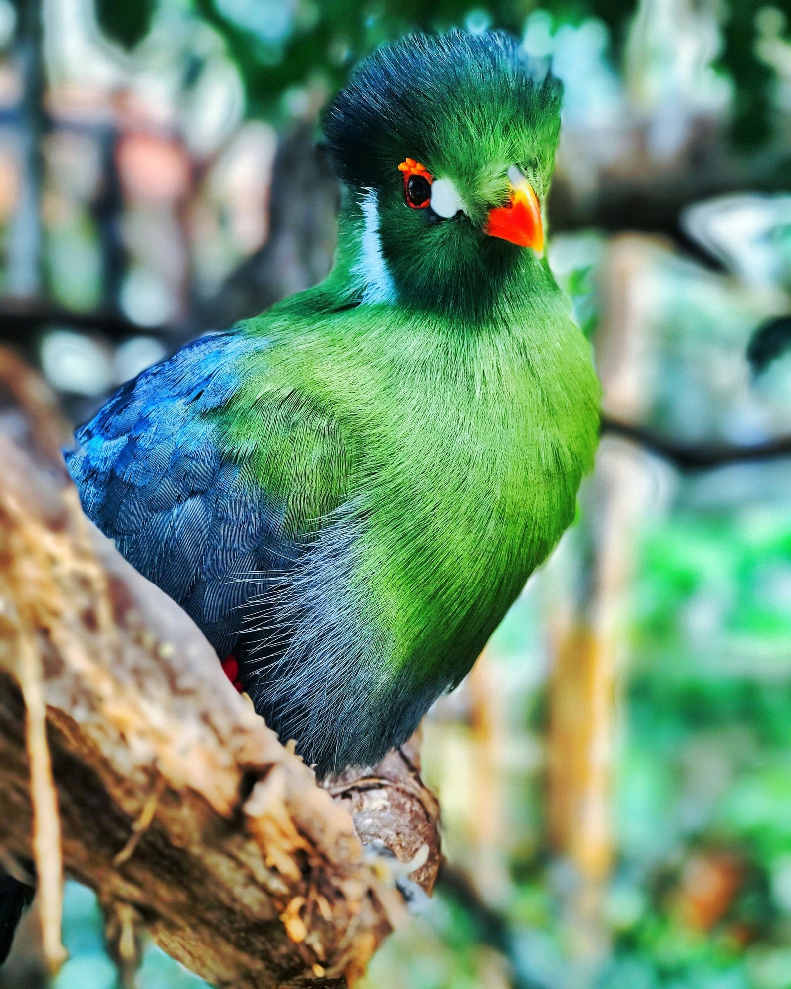 selective focus photography of green bird perched on brown tree branch